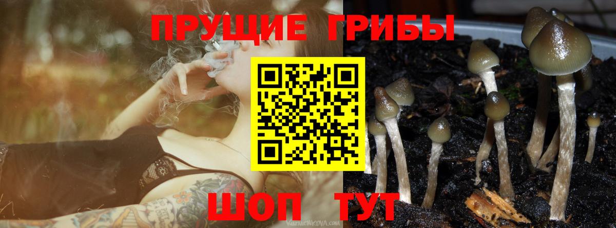 купить  сайты  Вход с VPN  Рубцовск  Псилоцибиновые грибы Magic Shrooms 